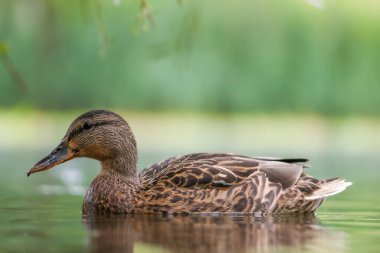 2024 gölündeki ördekler