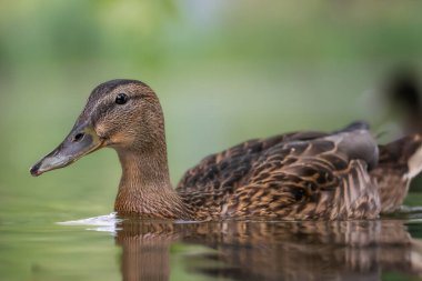 2024 gölündeki ördekler