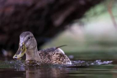 2024 gölündeki ördekler