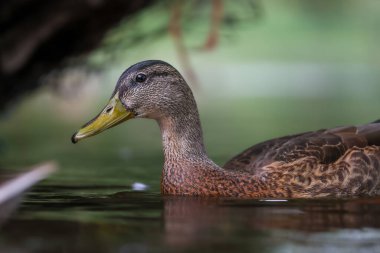 2024 gölündeki ördekler