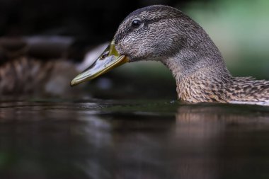 2024 gölündeki ördekler