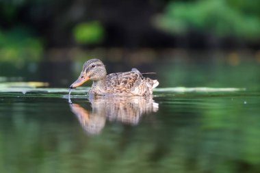 2024 gölündeki ördekler