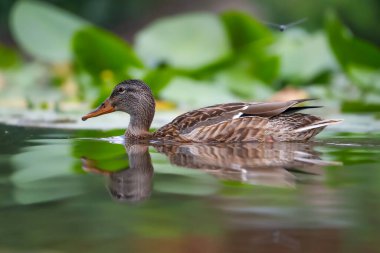 2024 gölündeki ördekler