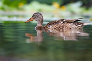 2024 gölündeki ördekler