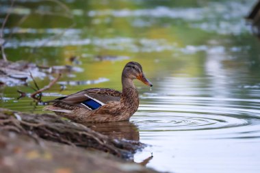 2024 gölündeki ördekler