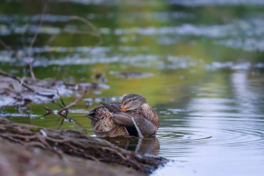 2024 gölündeki ördekler