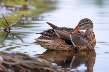 2024 gölündeki ördekler