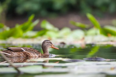 2024 gölündeki ördekler