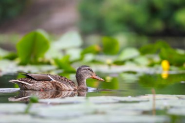 2024 gölündeki ördekler