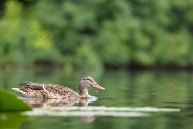 2024 gölündeki ördekler