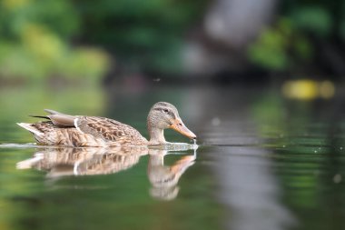 2024 gölündeki ördekler