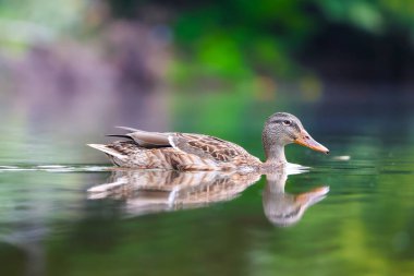 2024 gölündeki ördekler