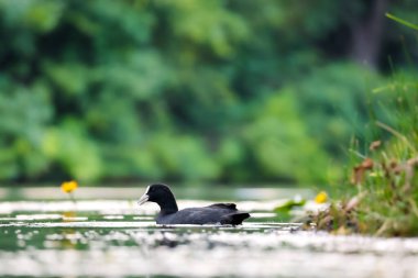 2024 gölündeki ördekler