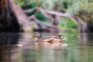 2024 gölündeki ördekler