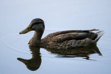 2024 gölündeki ördekler