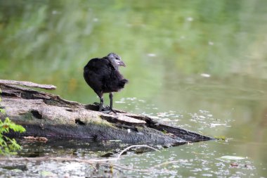 2024 gölündeki ördekler
