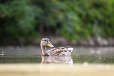 2024 gölündeki ördekler