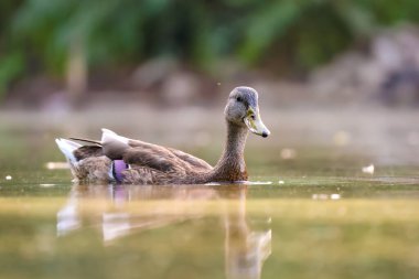 2024 gölündeki ördekler