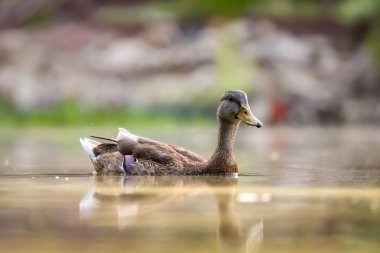 2024 gölündeki ördekler