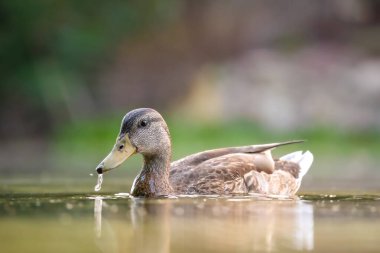 2024 gölündeki ördekler