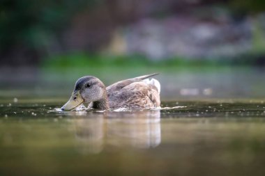 2024 gölündeki ördekler
