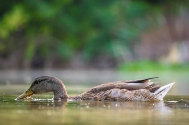 2024 gölündeki ördekler