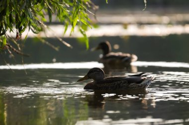 2024 gölündeki ördekler