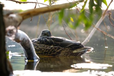 2024 gölündeki ördekler