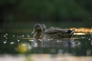 2024 gölündeki ördekler