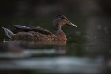 2024 gölündeki ördekler