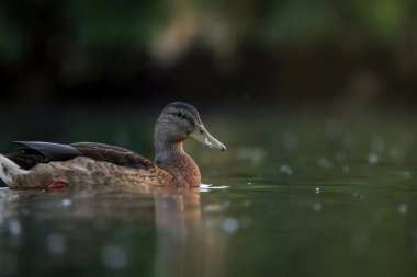 2024 gölündeki ördekler