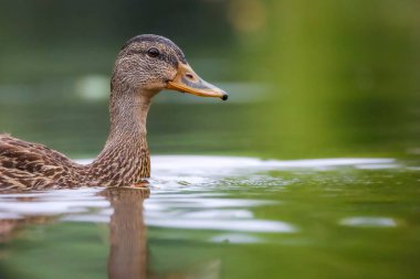 2024 gölündeki ördekler