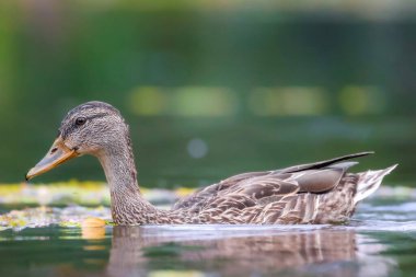 2024 gölündeki ördekler
