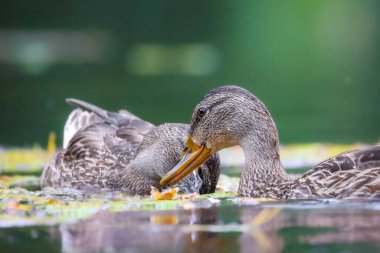 2024 gölündeki ördekler