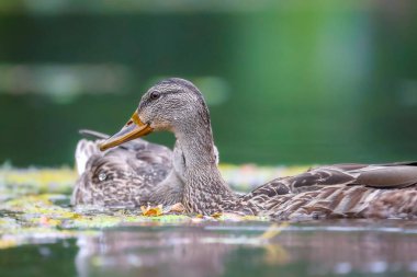 2024 gölündeki ördekler