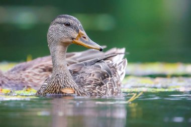 2024 gölündeki ördekler