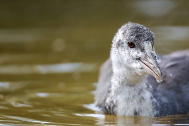 2024 gölündeki ördekler
