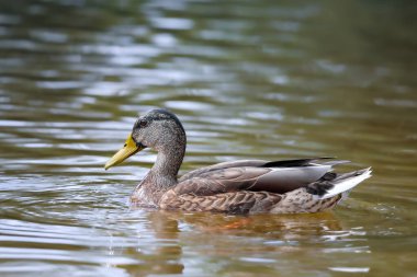 2024 gölündeki ördekler