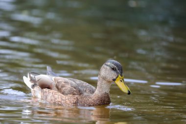 2024 gölündeki ördekler