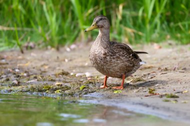 2024 gölündeki ördekler