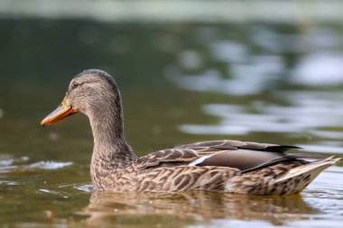 2024 gölündeki ördekler