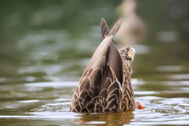 2024 gölündeki ördekler