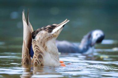 2024 gölündeki ördekler
