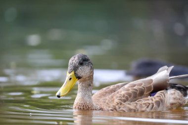 2024 gölündeki ördekler