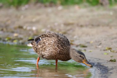 2024 gölündeki ördekler