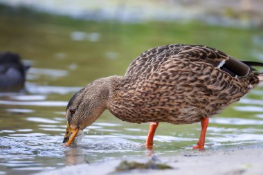 2024 gölündeki ördekler