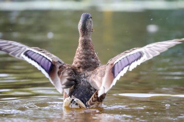 2024 gölündeki ördekler