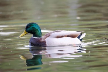 2024 gölündeki ördekler