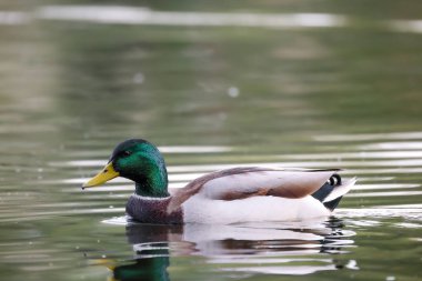 2024 gölündeki ördekler