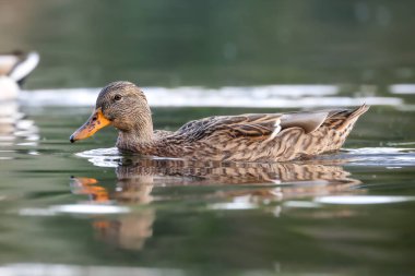 2024 gölündeki ördekler